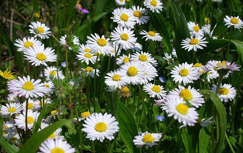 Fiori di primavera